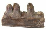 Ophiacodon (Permian Synapsid) Jaw Section - Texas #42972-1